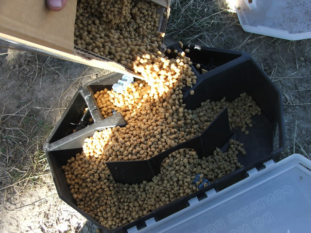 filling a bait station with rat poison